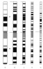 Ideogram for the chromosomes of class 1 in various states of condensation